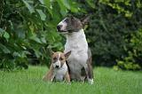 BULL TERRIER MINIATURE 146